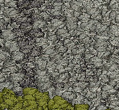   Interface Human Connections Moss in stone